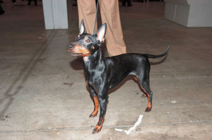 トイ・マンチェスター・テリア