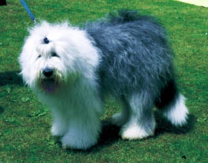 ビアデッド・コリー