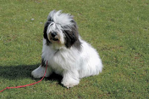 ポリッシュ・ローランド・シープドッグ