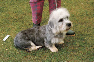 ダンディ・ディンモント・テリア