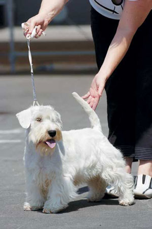 シーリハム・テリア