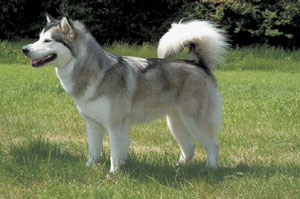 アラスカン・マラミュート