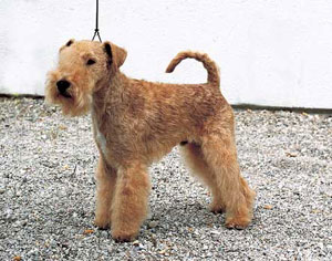 レークランド・テリア