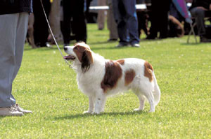 コーイケルホンディエ